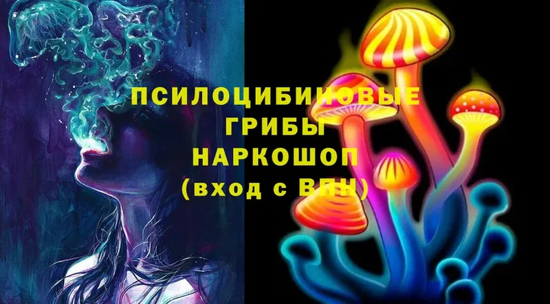 Псилоцибиновые грибы Psilocybe  Лодейное Поле 